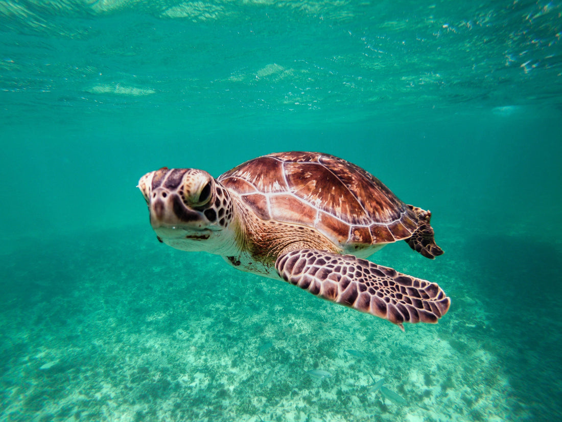 Observer les tortues marines en Guadeloupe : où les voir et quand partir ?
