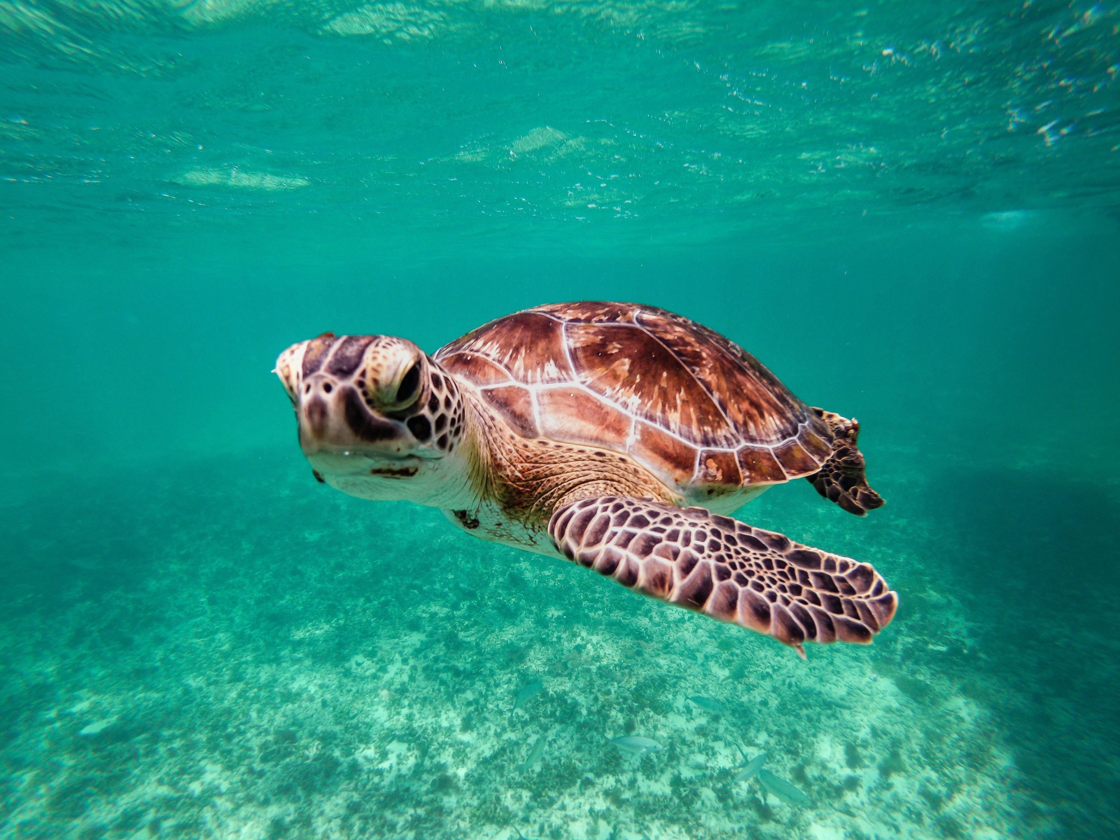 Observer les tortues marines en Guadeloupe : où les voir et quand partir ?